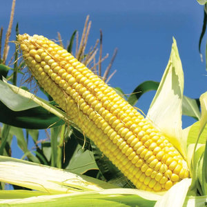 Maíz amarillo canadiense de grado superior, granos de maíz dulce frescos y secos a granel, bolsas de 50kg, alimentación animal orgánica sin OGM, altamente nutritiva - Product Image 6