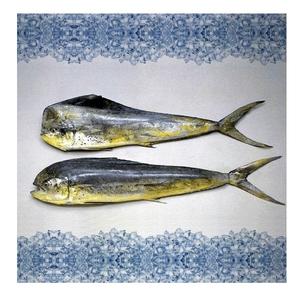 Frozen Whole Mahi-Mahi <b>fish</b> Size 1000gr Up High Quality Best Wholesale Price In Belgium. - Product Image 4