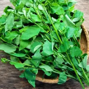 Katuk แห้งใบเขียวหนาแน่นสารอาหารสำหรับการใช้อาหารเพื่อสุขภาพ - Product Image 6