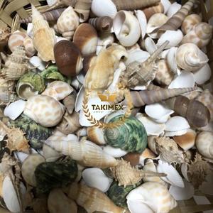 Coquillages naturels colorés assortis collection de coquillages décor thème plage - Product Image 3