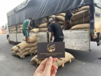 批发优质低价格优质越南达克勒克1级绿咖啡豆和烘焙罗布斯塔咖啡豆
