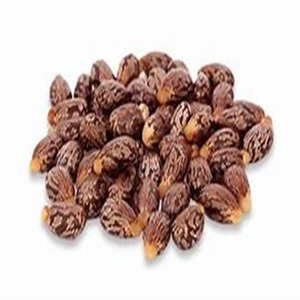Meilleure qualité 100% graines de ricin naturelles séchées Ricinus communis à vendre au prix de gros - Product Image 4