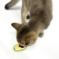 Balle murale rotative à l'herbe à chat en forme d'avocat, jouet interactif pour chats, balle à la menthe pour chats, jouets à mâcher pour animaux de compagnie, ensemble de jouets pour animaux de compagnie en gros