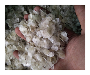 ÉCHELLES DE POISSON SÉCHÉES À L'EXPORTATION PRIX TRÈS CONCURRENTIEL/EXTRAIT DE GÉLATINE D'ÉCHELLES DE POISSON SÉCHÉES DU VIET NAM - Product Image 2