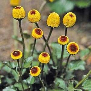 Extrait de CO2 de fleur d'Akkalkara Extrait de plante de qualité supérieure pour la santé et le bien-être - Product Image 1