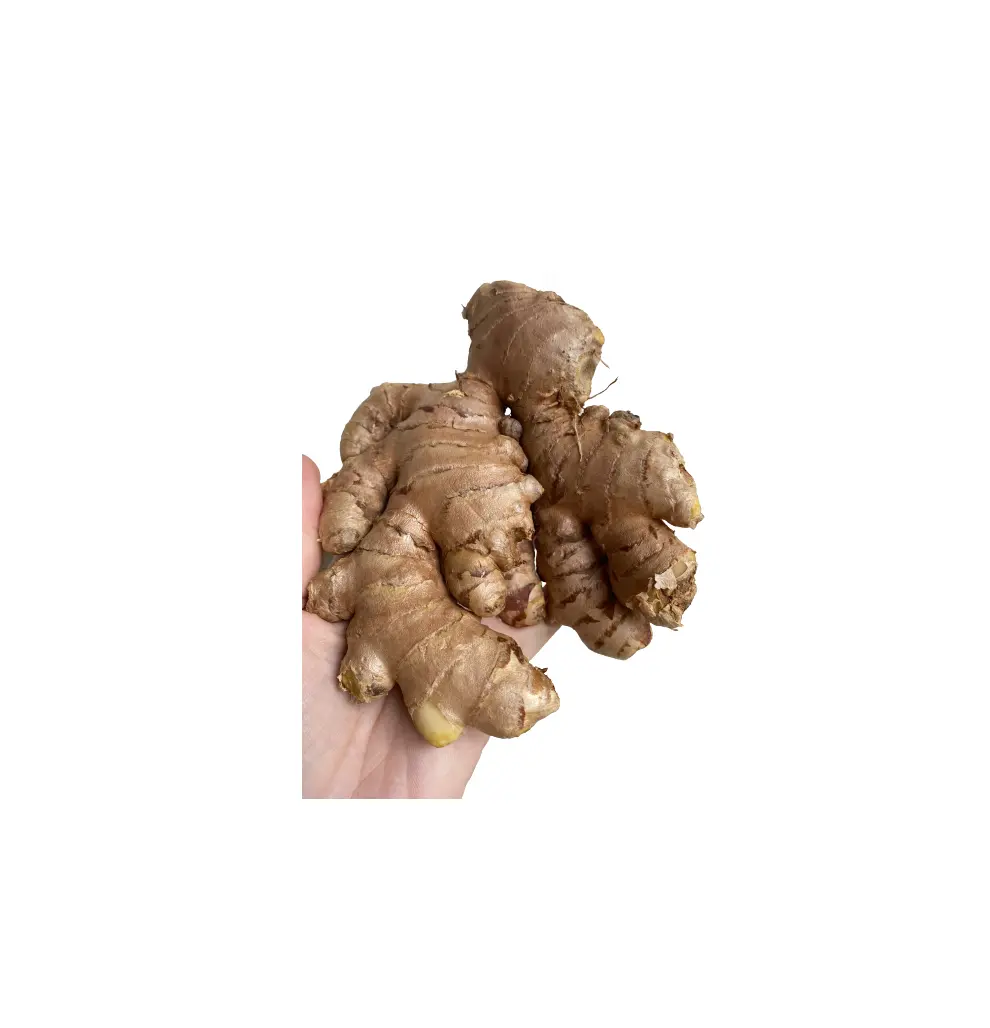 New Crop 2023 Vietnam Fresh Ginger With Packing Style Carton for export ( whatsapp 0084587176063 Sandy)