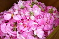 Huile essentielle de Rose marocaine, Essence de Rose berbère faite à la main, produits cosmétiques traditionnels marocains