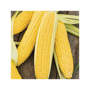 Maíz Amarillo para Consumo Humano y Animal, Sin OMG, Glutinoso, Seco, de Alta Calidad, Certificado HACCP, Origen Estadounidense, Venta al por Mayor - Product Image 2