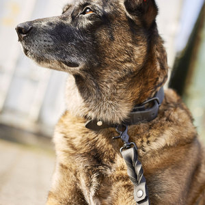 Colliers pour chiens en stock, prix raisonnable, fabriqués au Pakistan, vente en ligne. - Product Image 6