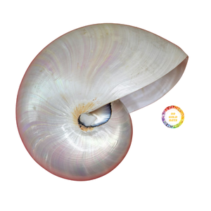 Elegante Concha de Nautilus para Decoración de Interiores, Concha Marina Espiral Natural Utilizada para Aplicaciones Decorativas y Artesanales - Product Image 1