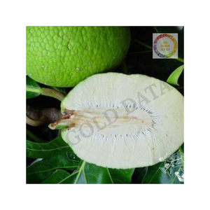 Tranches de fruits à pain congelés du Vietnam 2025 récolte IQF traité pour une texture et un goût frais adapté à la vente en gros - Product Image 3