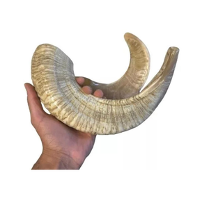 Shofar en corne de bélier polie, finition naturelle, instrument de culte religieux - Product Image 3