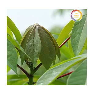 ใบมันสำปะหลังแช่แข็งแบบพรีเมี่ยมเก็บเกี่ยวจากฟาร์มที่อุดมสมบูรณ์แช่แข็งอย่างประณีตเพื่อรักษารสชาติและคุณค่าทางโภชนาการ - Product Image 6