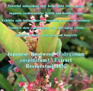 HGO Suministro directo de fábrica Knotweed japonés (Polygonum cuspidatum) Extracto (Grado alimenticio) Resveratrol 98% (Extracto estandarizado) - Product Image 5