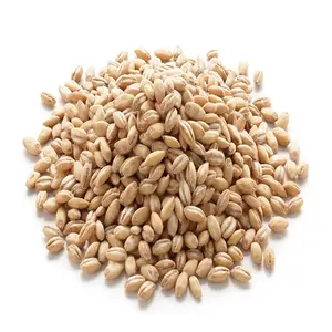 6 Row Pale Malted Barley | Buy Barley Grain Hulled Online at Low Prices
