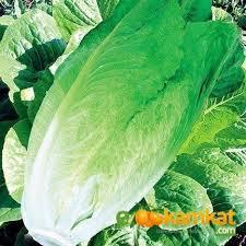 Semi di 10000 biologici Yedikule semi di lattuga Yedikule lattuga Yedikule, Iceberg lattuga sorpresa regalo con semi - Product Image 4