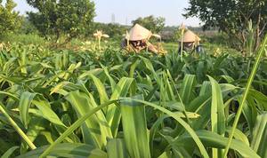 Crinum Latifolium Crinum,Latifolium Powder Akina ธรรมชาติที่มีคุณภาพสูง - Product Image 3