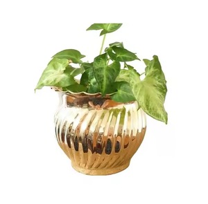 Llamativa maceta de latón para plantas de interior acabado dorado acento de mesa para decoración moderna de oficina en casa - Product Image 1
