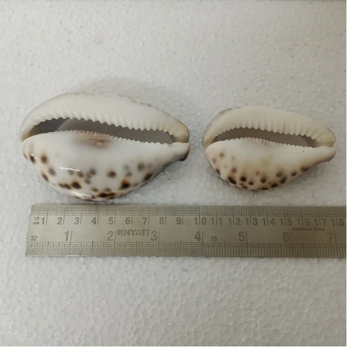 custom cut natural tiger cowry shells in size 2.5 inches ideal for jewelry designers for use as necklace pendants