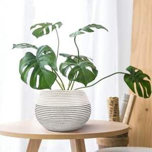 Jardinière en corde macramé classique pour la décoration de jardinage à domicile, créant un thème de style intérieur chaleureux et organique - Product Image 3