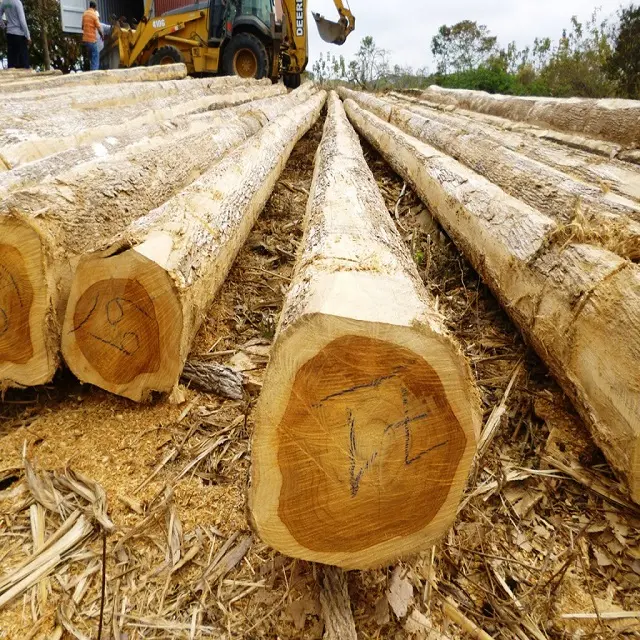 Tronchi di legno di Teak personalizzati all'ingrosso pino e legno duro rosso/tronchi di legno di eucalipto di vendita calda con un prezzo economico per il mercato mondiale