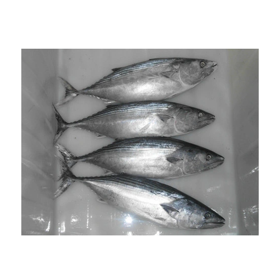 Peixe congelado mar de boa qualidade todo redondo bonito atum saltinho disponível em estoque fresco a granel a preço de atacado com entrega rápida