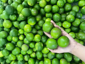 Citron frais de qualité supérieure/citron frais pour l'exportateur meilleur prix/citron frais de haute qualité à vendre - Product Image 5