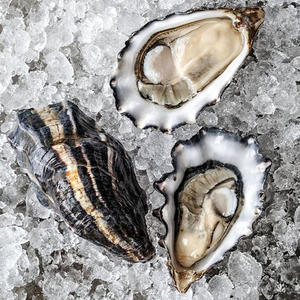 High Grade Fresh Frozen Live Oysters New Season Seafood Large Live Oysters for Sale Good Price Dried Style Importer Bulk Frozen - Product Image 5