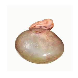 Vejiga Bovina Congelada - Proveedor Mayorista de Vejigas Bovinas al por Mayor - Product Image 4