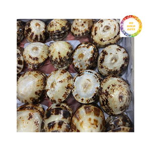 Conchas de Lapa pulidas perfectas para temas interiores y Espectáculos de arte - Product Image 1