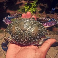Cleaned and Dried <b>Crab</b> Shell Good Decorative Product Unique Decoration <b>Crab</b> Carapace Ornament Vietnam Supplier - Product Image 3