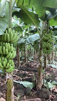 Verse Cavendish Bananen (GMO & Biologisch) Groothandelslevering voor Export en Detailhandel Premium Zoete Bananen van Uitstekende Kwaliteit