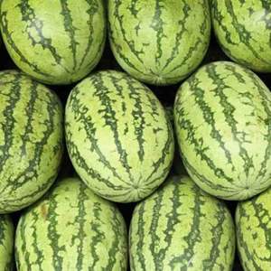 แตงโมสดหวาน |   ผลผลิตสดใหม่ |   แตงโมเนื้อแดงคุณภาพส่งออก บลิ๊กส์สูง ฉ่ำอร่อย - Product Image 4