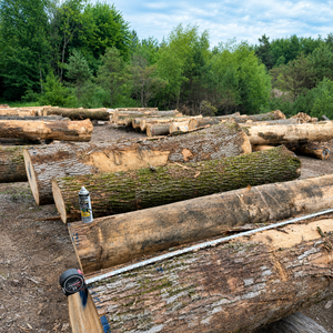 Wholesale Ash Logs Hardwood Timber Logs for Furniture Flooring and Joinery - Product Image 6