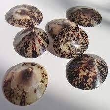 Natural Limpet Shell Vietnam Origin for DIY Jewelry and Decoration Supply - Product Image 5