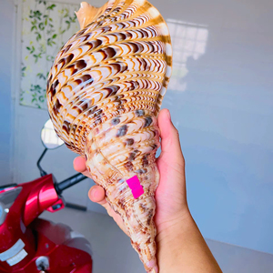 เครื่องดนตรีทรัมเป็ตทองเหลืองผสมเวียดนามสำหรับการแสดงวงดนตรีและการเล่นดนตรีบนเวที - Product Image 1