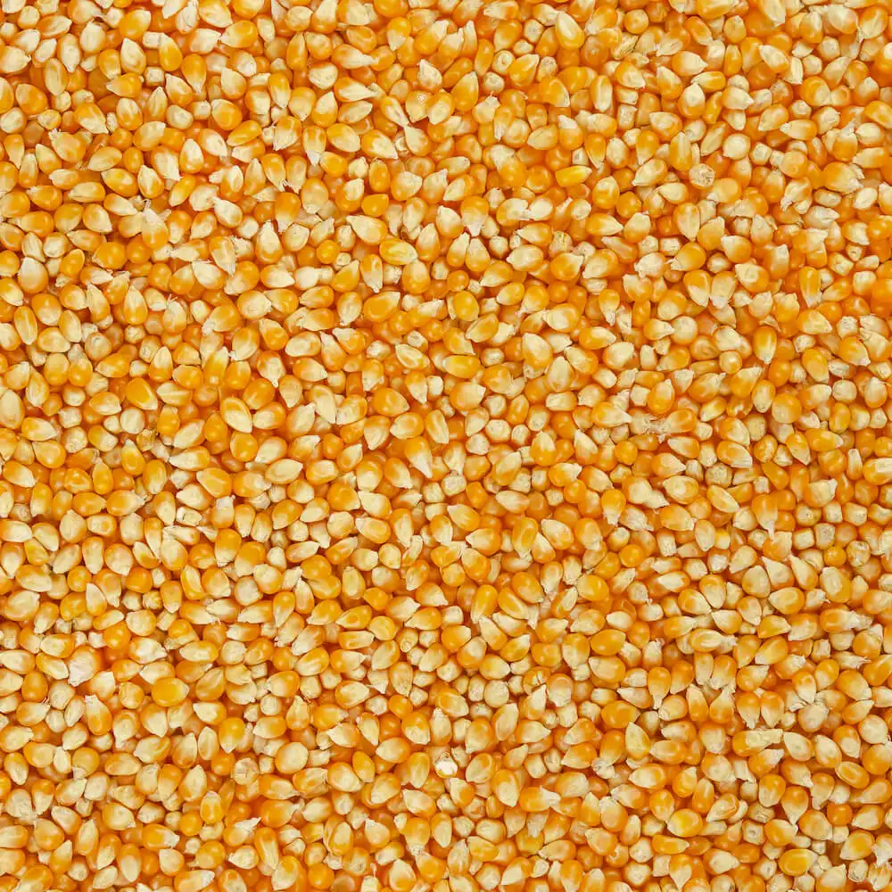 Оптовая Сладкая Желтая Кукуруза для корма для животных и потребления человеком