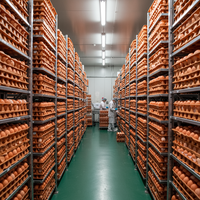 Œufs de poule frais, purs, naturels, blancs et bruns, de qualité supérieure, riches en protéines, de qualité alimentaire, en vrac, service OEM, réfrigérés