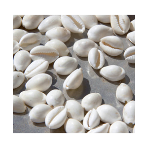 Concha de Cauri Natural - Concha de Cauri Natural al Mejor Precio para Exportación - Product Image 1