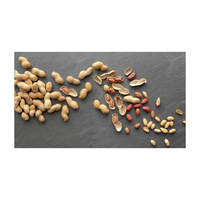Arachides Jumbo Biologiques de Qualité Supérieure, Riches en Protéines, Séchées, Brutes, de Grade A, du Brésil, à Vendre