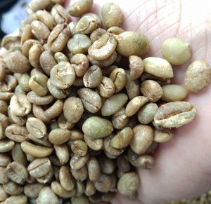 เมล็ดกาแฟสีเขียวโรบัสต้าจากเวียดนาม SCR18 SCR16ไม่ซักล้างเกรด1ขายส่งคุณภาพสูง - Product Image 1