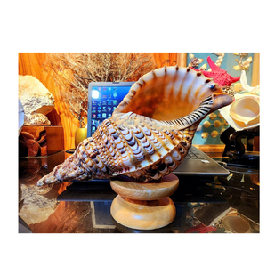 Coquillages de mer en trompette en spirale naturelle du Vietnam pour les fans d'aquarium, les décorateurs de mariage, les concepteurs côtiers et les boutiques de cadeaux - Product Image 3