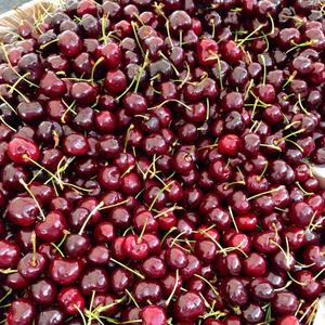 High Quality Premium Grade <b>Red</b> Cherries | Firm Texture & High Brix (18\%+) | 2026 Fresh <b>Harvest</b> Export - Product Image 2