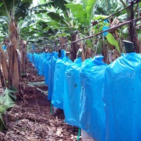 Vente en gros de sacs personnalisés en plastique PP avec housse banane sacs de protection imperméables pour fruits pour l'agriculture