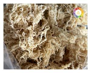 Algas marinas de algodón de Vietnam tipo Eucheuma, seamoss naturales para exportación a granel, ideales para procesamiento de alimentos orgánicos y uso industrial - Product Image 3