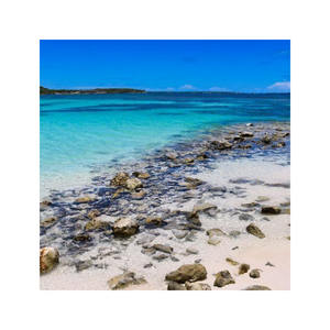 BULK PURCHASE DEAL Long-Lasting Beech <b>Wood</b> <b>Logs</b> Greatly Available <b>for</b> <b>Sale</b> - Product Image 4