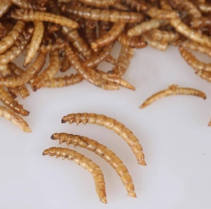 Comida para peces Comida natural para animales Gusanos de harina secos de alta proteína - Product Image 6