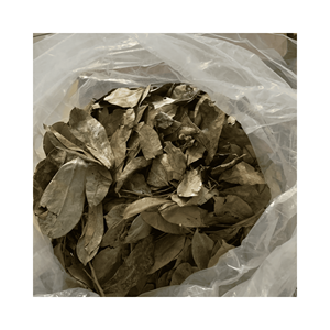 Soursop graviola ใบหยาบวัสดุสำหรับ maceration รสชาติฐานน้ำเชื่อมและชุดบาร์ดำเนินการอย่างระมัดระวังเวียดนาม - Product Image 1