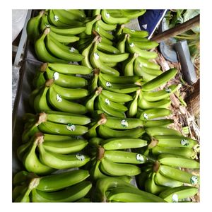 Plátano Cavendish Verde Fresco - Plátano Fresco - Frutas y Verduras Frescas de Buena Calidad de Vietnam - Product Image 3