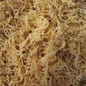 Musgo marino seco con la mejor calidad/Musgo irlandés de Vietnam para exportación con precio competitivo/Sra. Lily - Product Image 1